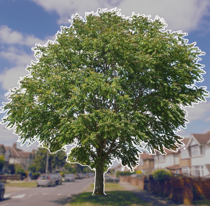 Street Tree