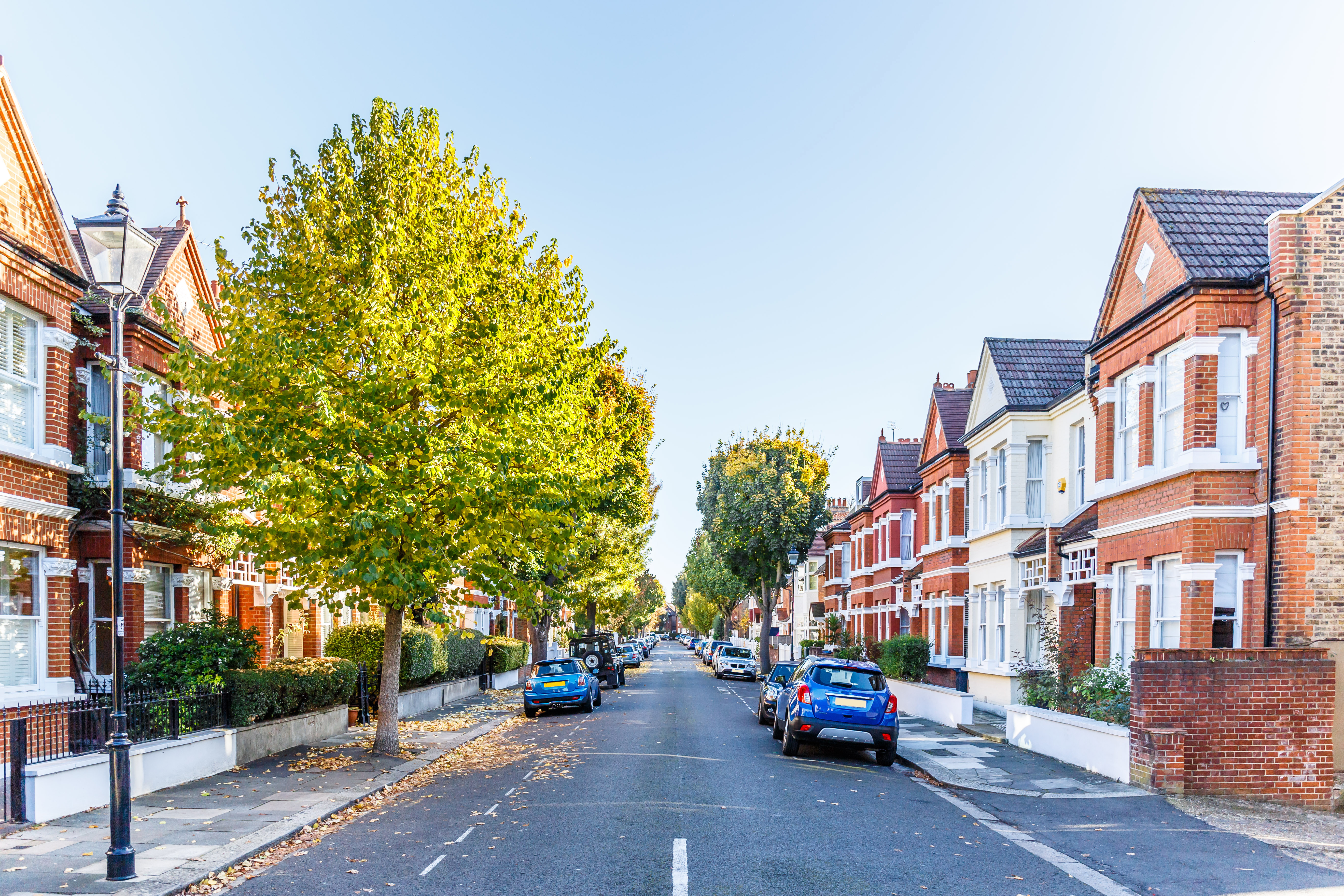 Trees on residential street