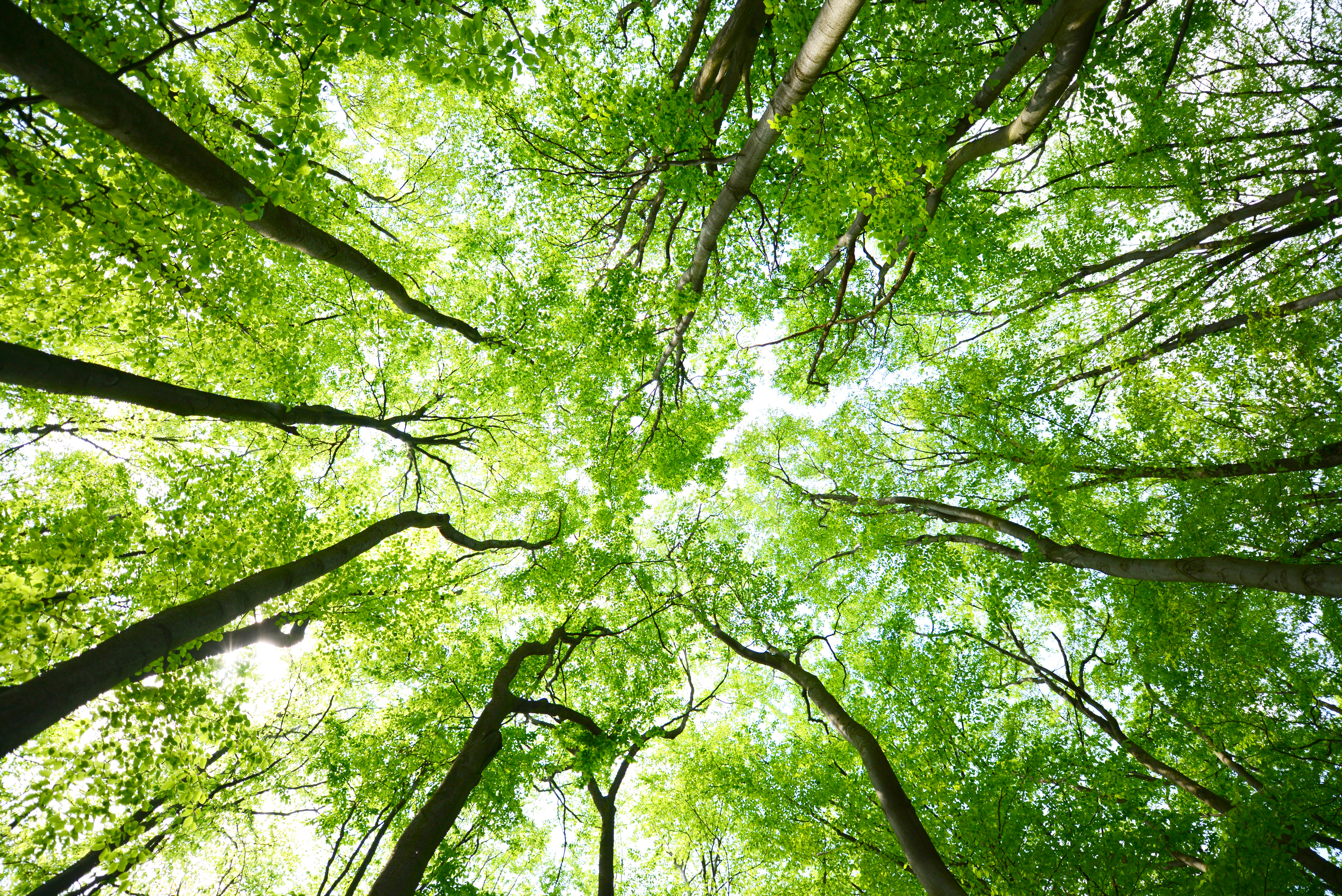 Tree canopy