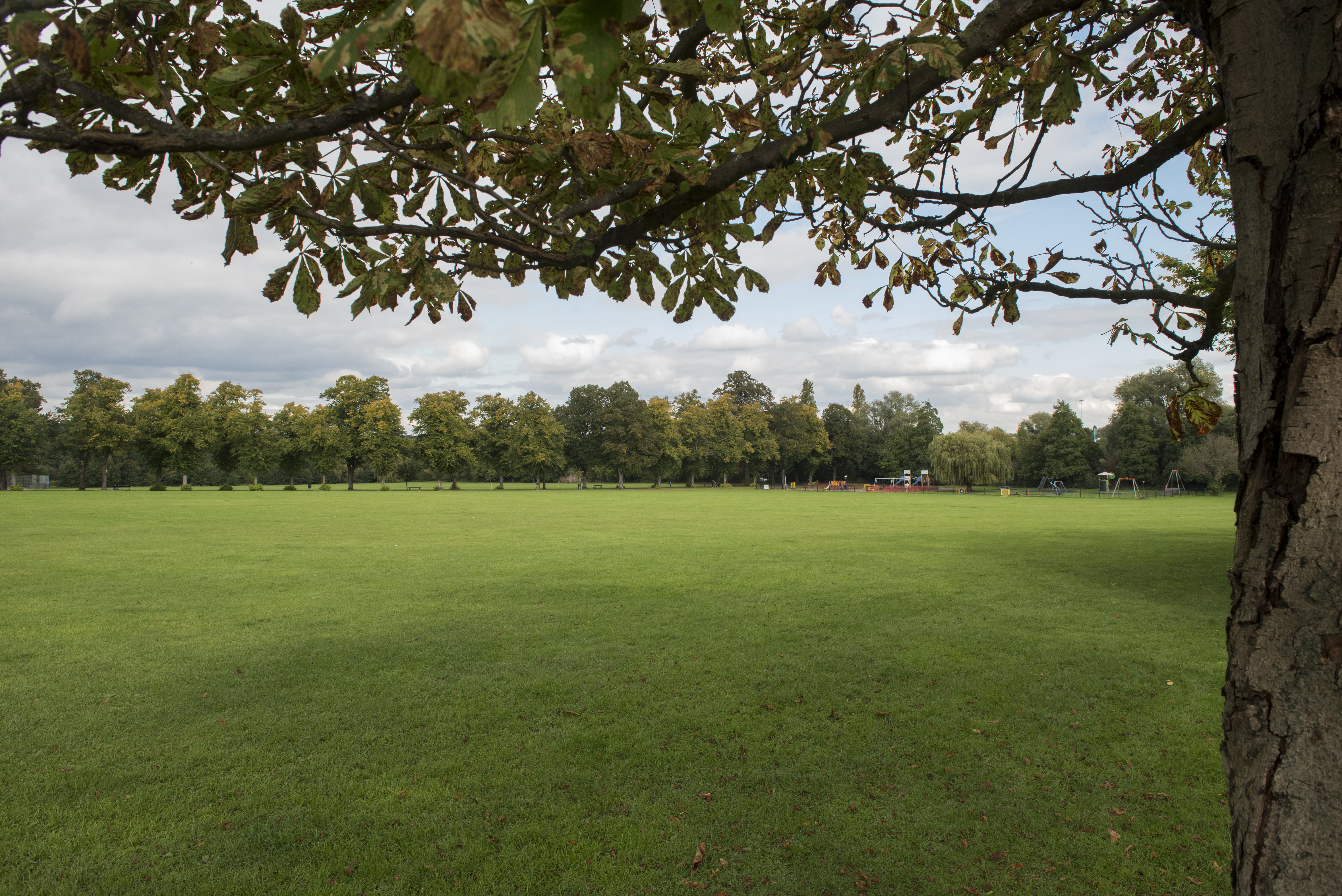 An image of Beverley Park with a big tree to the right of the image and looking out onto the park