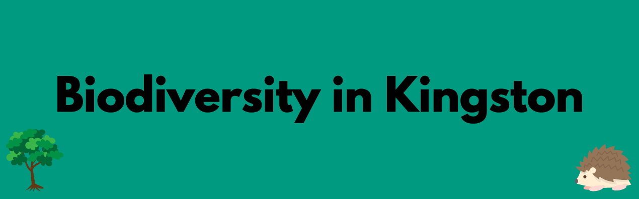 Biodiversity in Kingston banner