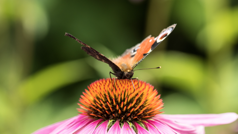An orange butterfly sits atop a pink flower