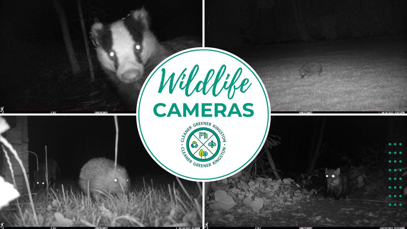 Wildlife cameras