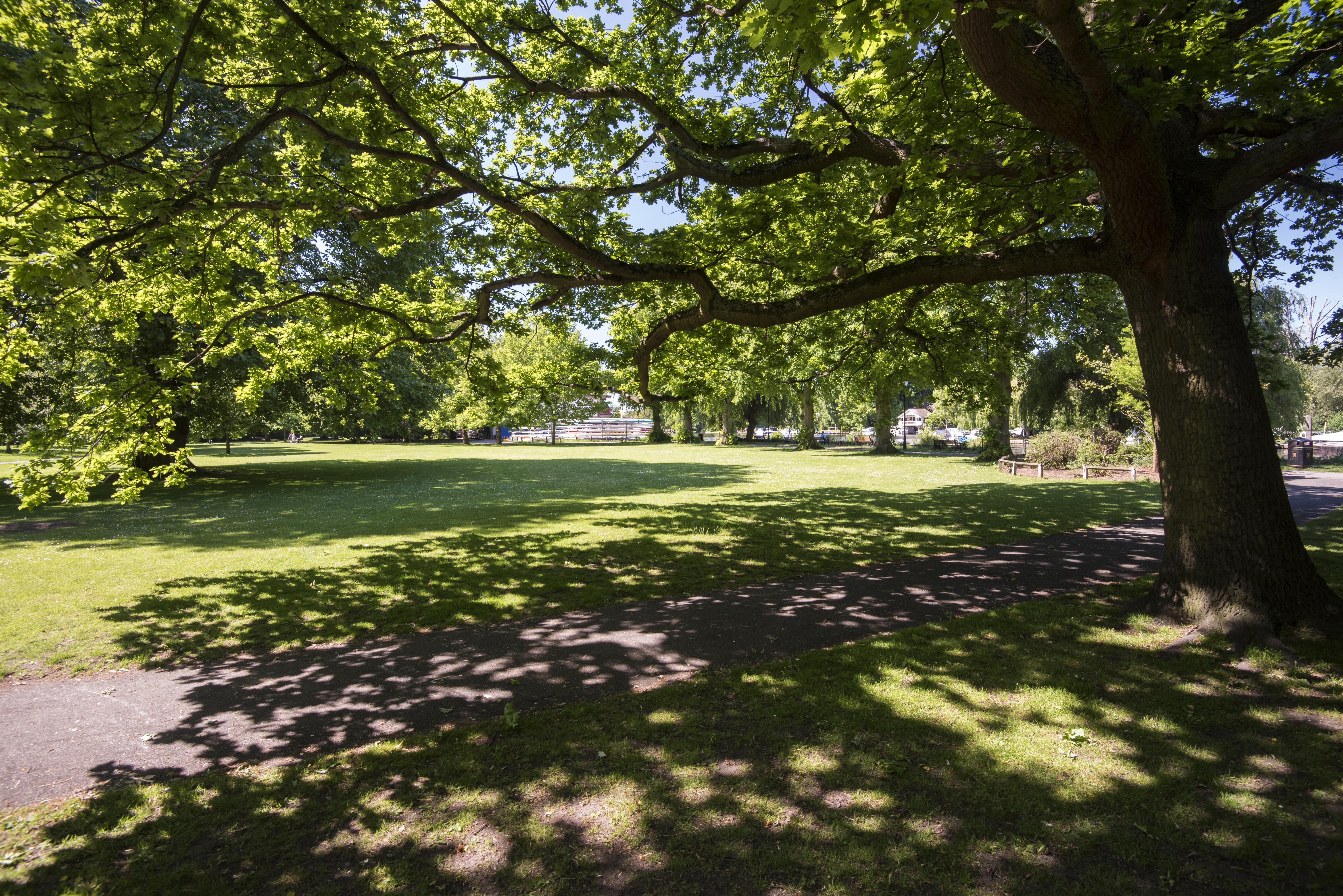 Canbury Gardens, a lush green space with grasses and shaded spots provided by trees.