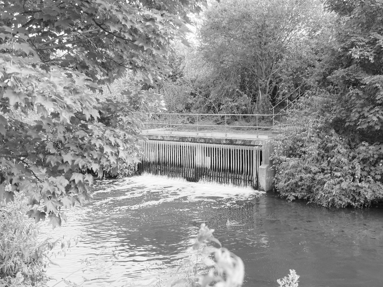 Image showing trees in the foreground, and a river in the background, with water flowing out of a discharge point.