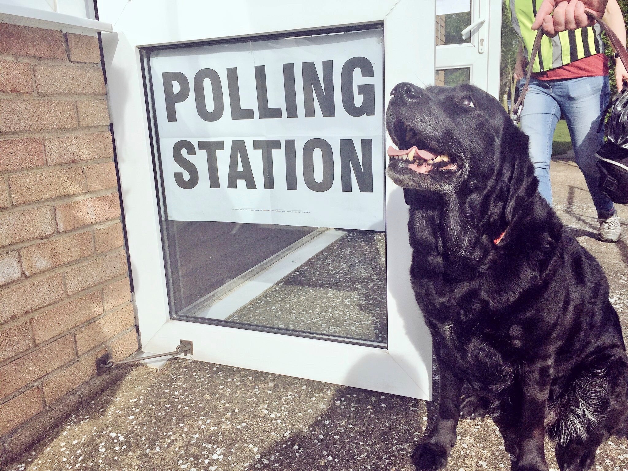 Dog at polling station