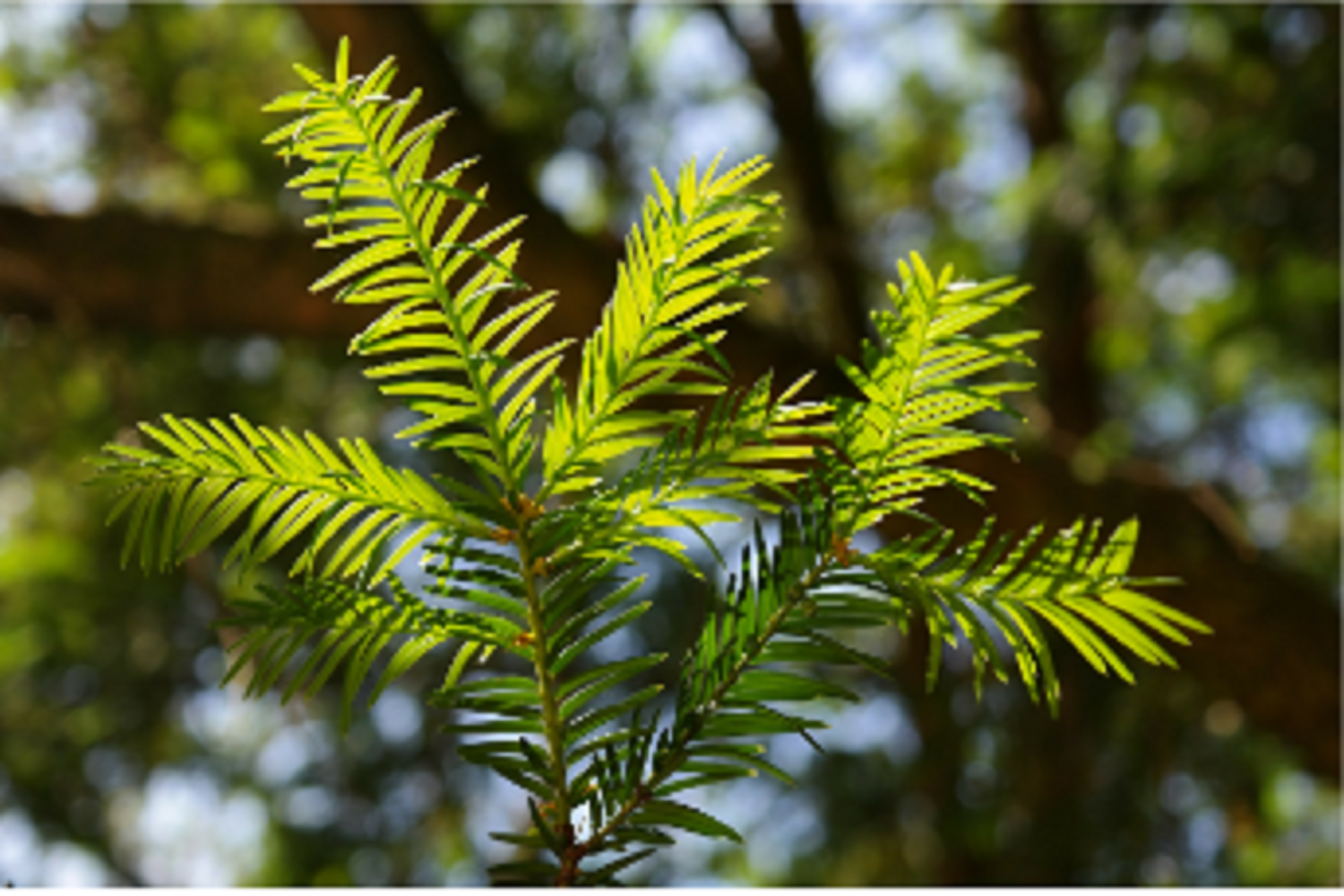 An image of a Yew tree