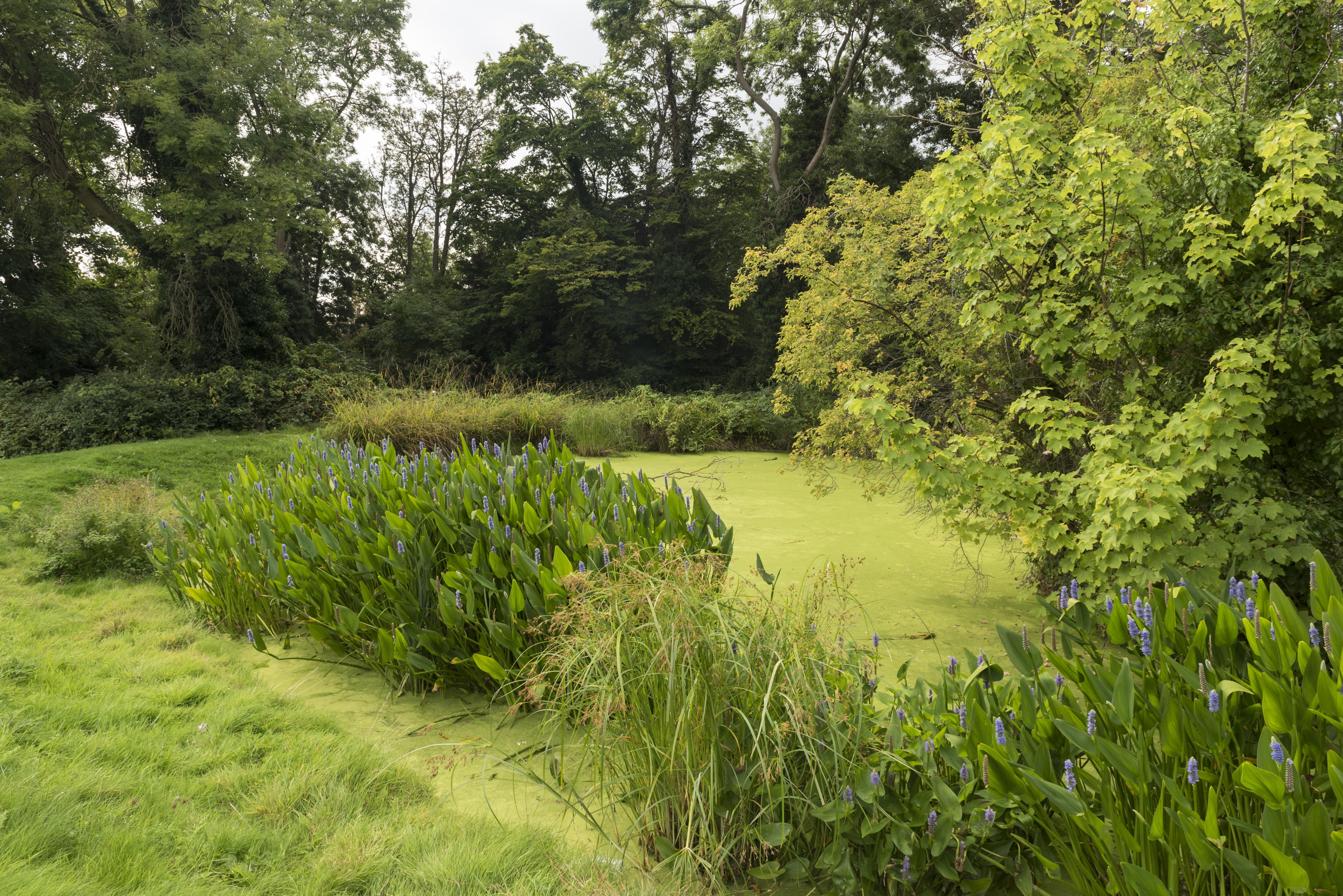 Fishponds park