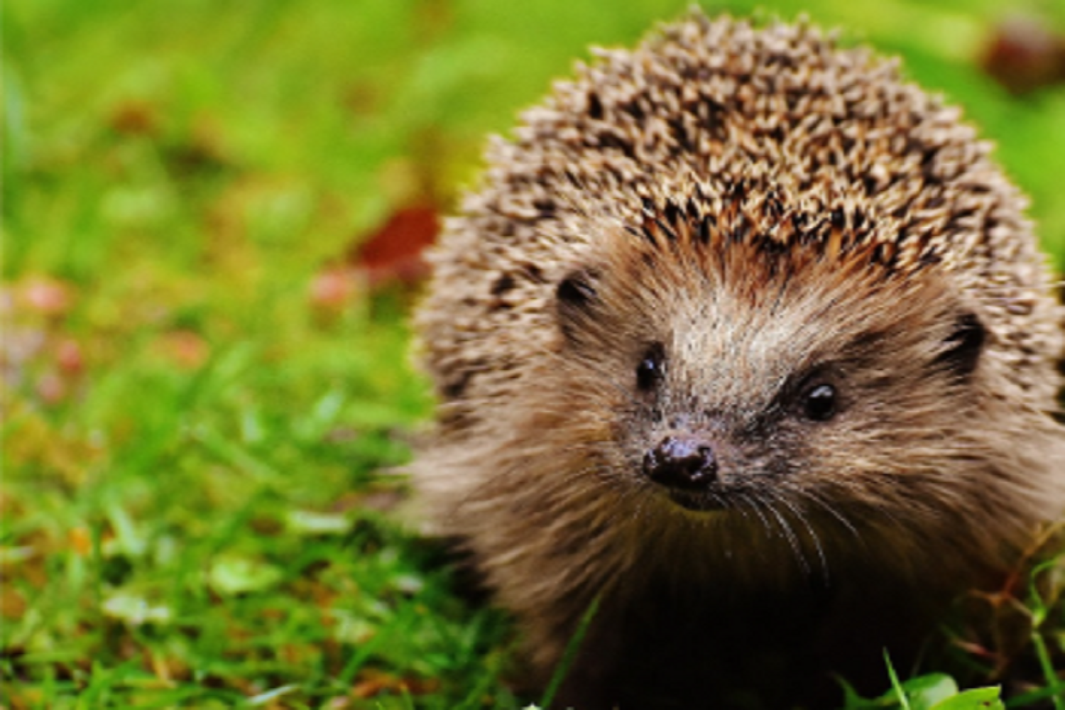 A hedgehog on a green field