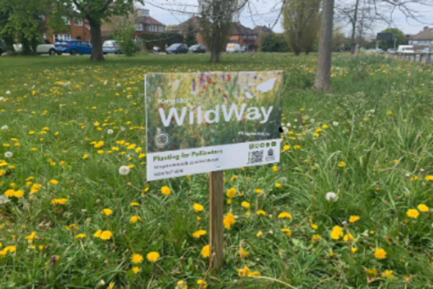 Kingston’s WildWay project sign in a field with yellow flowers