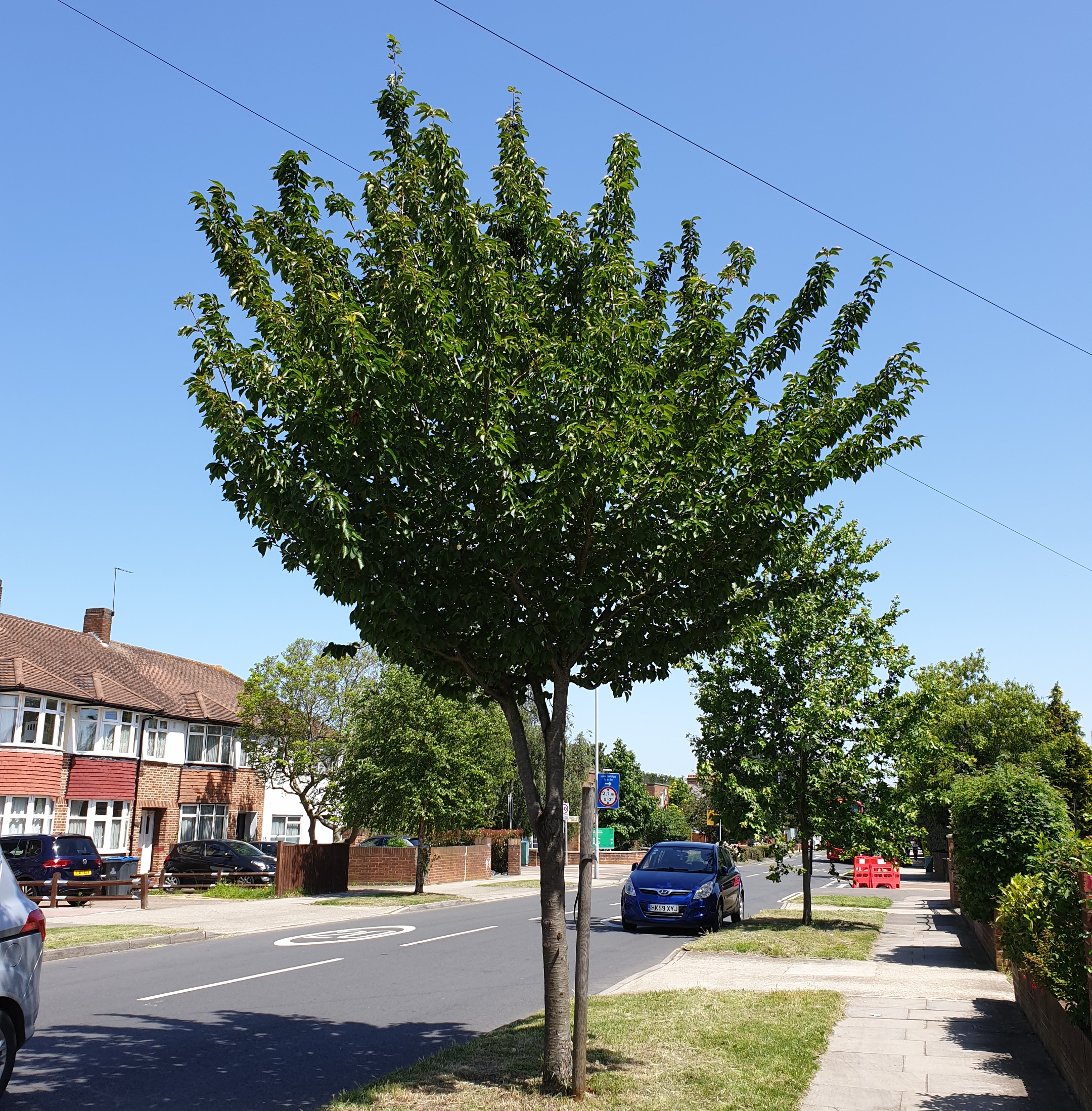 Prunus Umineko Clarence Avenue