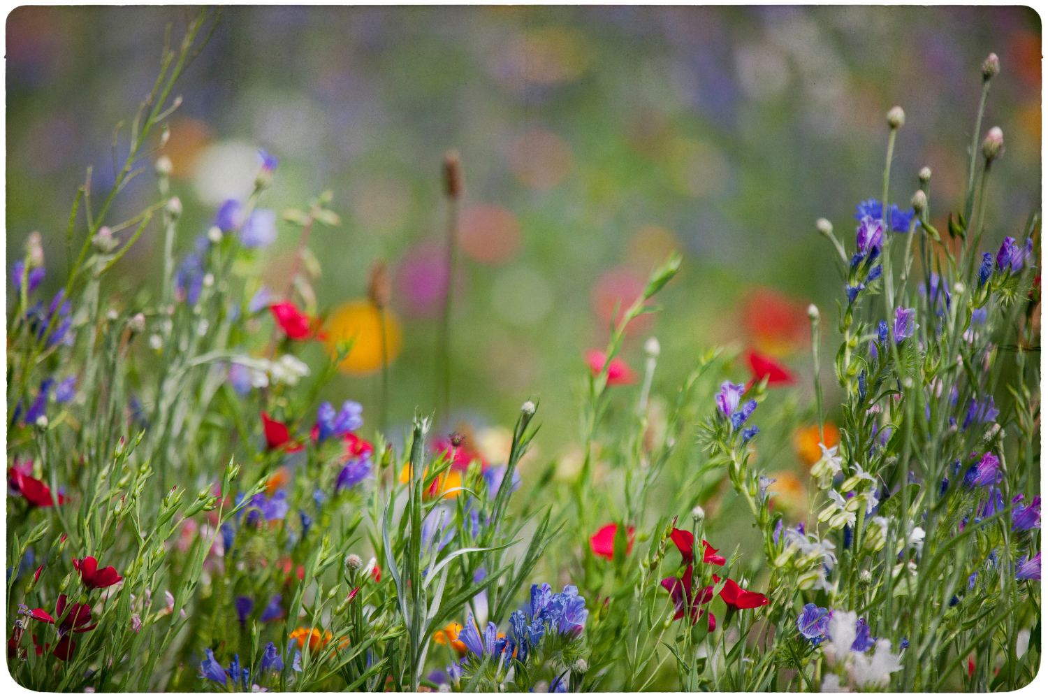 Red, blue and orange wildflowers against the backdrop of green grasses