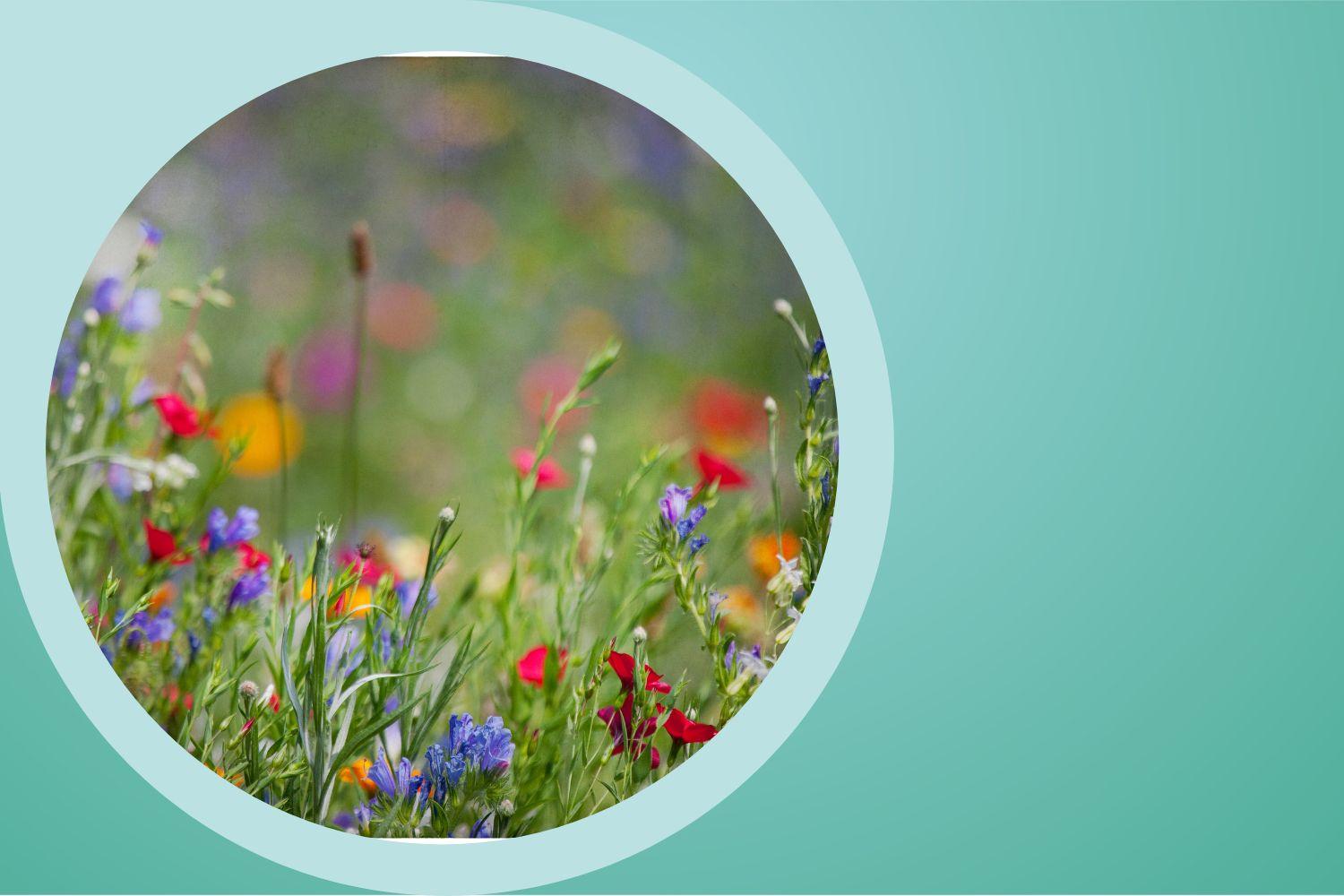 Red, orange and blue flowers against the backdrop of green grasses.
