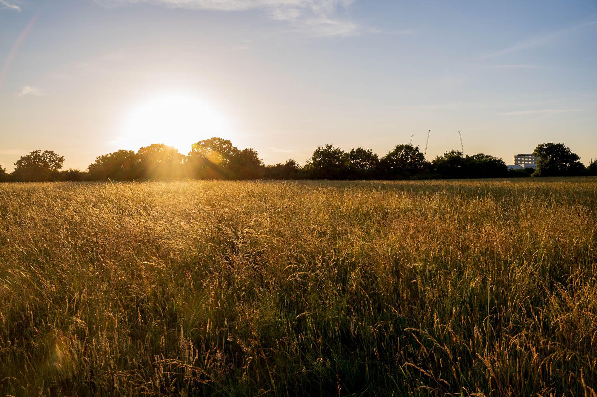 The sun sets over Tolworth Court Farm, sun light shimmers, reflected off of tall grasses.
