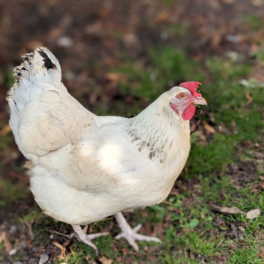 White hen
