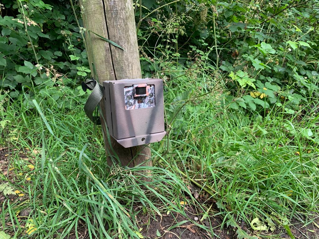 Hedgehog motion sensor