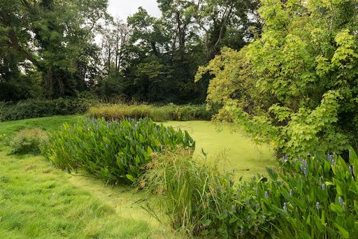 A pond at Fishponds Park