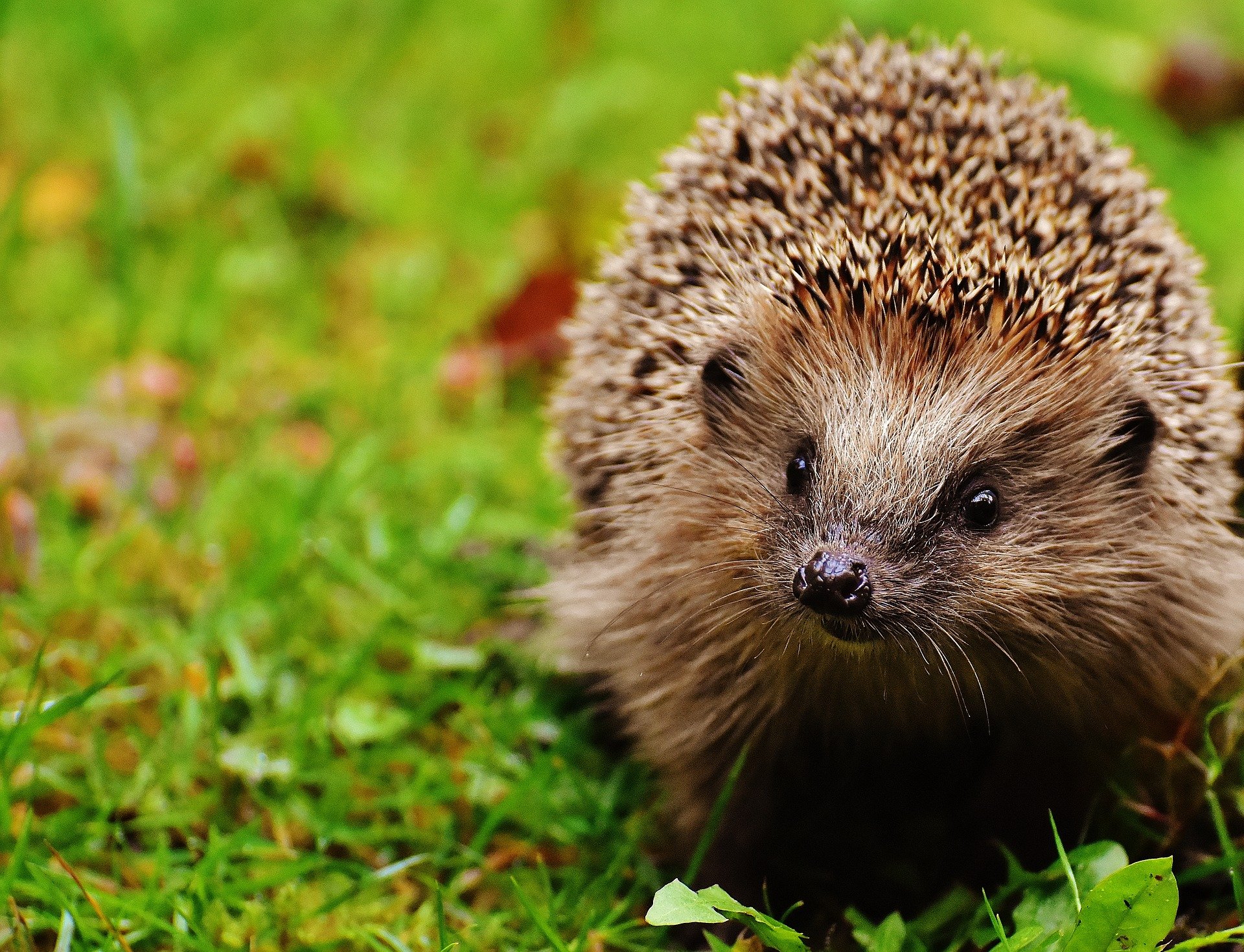 A hedgehog in a field