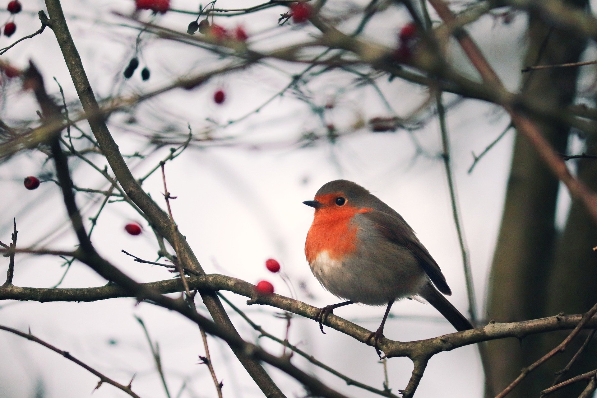 Robin sat on a tree in the winter